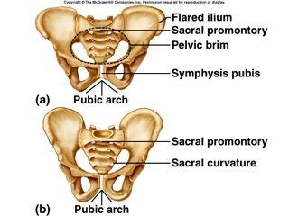 Male and Female Pelves Female iliac bones more flared