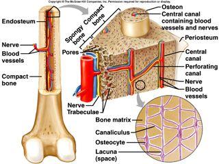 Microscopic Structure of Compact Bone osteon central canal