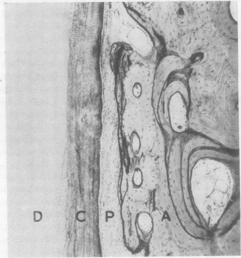 ;! 196 R1 - e 4 -FL.;e J ; R f - I i I...- 4.. r^ i } fl g,.f. asvi, 1 ;/ ;' 'I, e ;,../ / FIG. 1.-The apices of two normal teeth in situ in the alveolus, x 9.