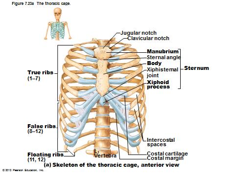 IX. Axial Skeleton cont'd C. Thoracic Cage 1.