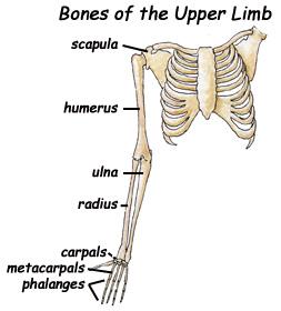 X. Appendicular Skeleton cont'd C. Bones of the upper limbs: 1. Humerus shoulder to elbow 2. Radius thumb side of forearm 3. Ulna pinky side of forearm 4. Hand carpals, metacarpals, phalanges D. 1. 2. 3. 4. 5.