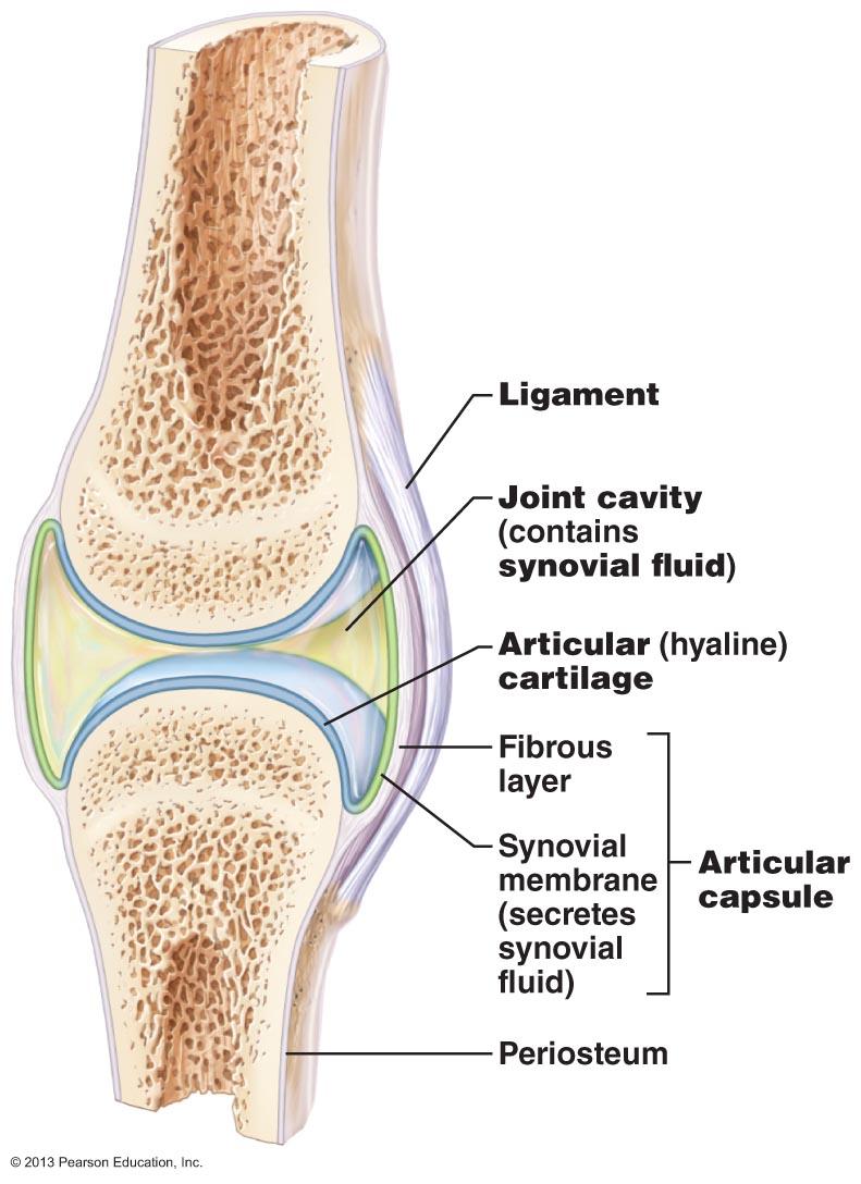 Joints (articulations) *Joints are classified in 2 ways... A. Functional: 1. Synarthroses immovable joints 2. Amphiarthroses slightly moveable joints 3. Diarthroses freely moveable joints B.