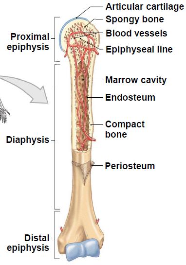 V. Bone Gross Anatomy (long bone) A.
