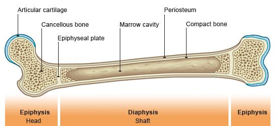 Diaphysis Adults: yellow marrow (fat) Infants: red marrow (Hematopoiesis) B.