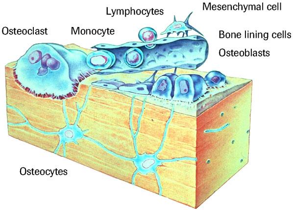 VI. Bone Microscopic Anatomy A. Cell Types: 1. Osteocytes: mature bone cells found in cavities «Connected by gap junctions 2.