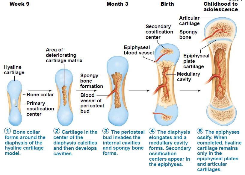VII. Bone Formation, Growth, and Remodeling cont'd 2.