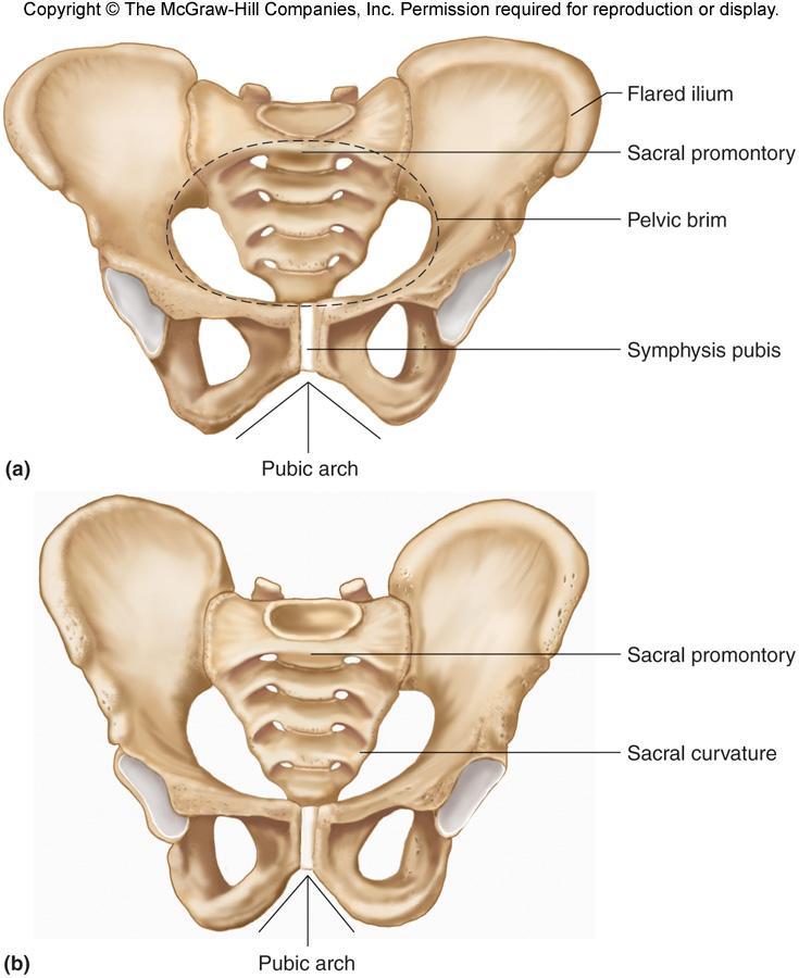 G. The greater pelvis is above the pelvic brim and the lesser pelvis is below it. H.