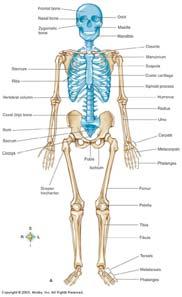 Biology 210 Chapter 8: Skeletal Tissues Supplement 1 By John McGill Material contributed by Beth Wyatt & Jack Bagwell DIVISIONS OF THE SKELETAL SYSTEM AXIAL SKELETON (80 BONES) Bones of the