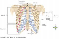 RIBS 12 PAIR TRUE RIBS 7 PAIR Called True Ribs B/C They Attach Directly to the Sternum By Costal Cartilage FALSE RIBS 5 PAIR Called False Ribs B/C: 3 PAIR Attach Indirectly