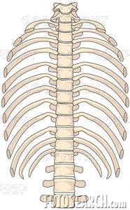 False Ribs, # s 11,12 Counting From the 1st True Rib) These Are Also Known as Floating Ribs STERNUM AND RIBS (25) continued Note: Posteriorly, ALL Ribs Are Attached to the