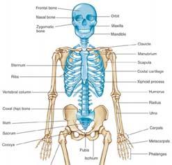 and Ulna Are Bones of the