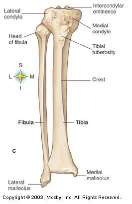 Tibia: Shin Bone Larger, More Medial
