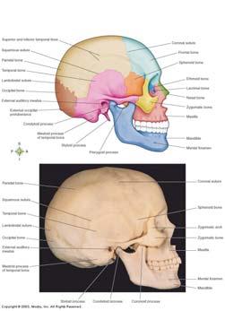 CRANIAL BONES 8 Form the Cranium