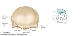 Forms Anterior Portion of Cranium
