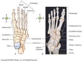 TARSALS 14 Bones That Form the Heel and the Posterior Portion of the Foot METATARSALS 10 Bones That Form the
