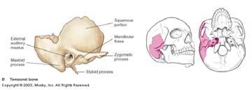 TEMPORAL - 2 Lateral Forms Lateral Portion of Cranium & Cranial Floor