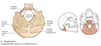Floor SPHENOID - 1 Central Forms Central Portion of Cranial Floor