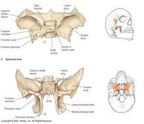 Sphenoid Bone Anchors All the Other Cranial Bones Lateral Forms