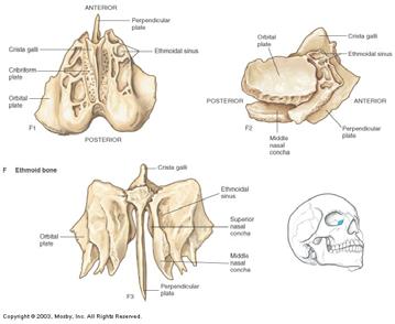 Can Be Seen in an Articulated Skull: Medial Walls of Orbits Upper Portion of