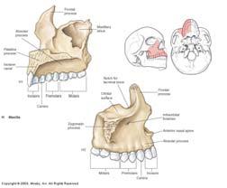 MAXILLARY (MAXILLA) - 2 Upper Jawbones Form the central portion of the face