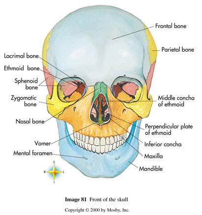 Floor of Orbits & Anterior Portion (Most) of Hard Palate BONES OF THE AXIAL