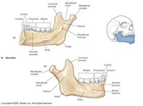 MANDIBLE - 1 Lower Jawbone Largest, Strongest Bone of the Face LACRIMAL - 2 Forms Medial Walls