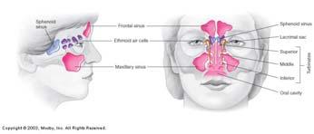 turbinate (MT) Increase the surface area of the lining of the nose Warms,
