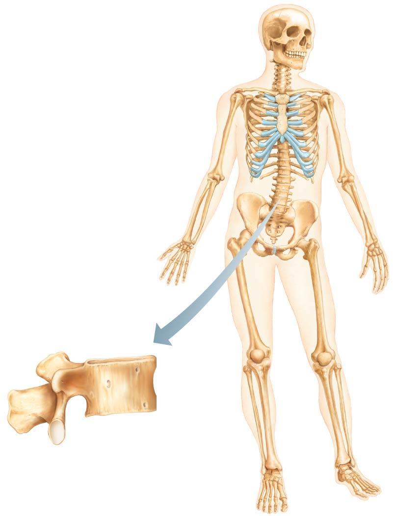 Classification of Bones Irregular bones Irregular shape Do not fit into other bone