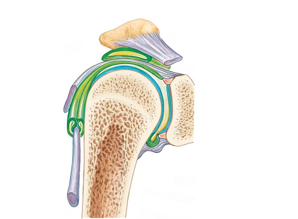 Figure 5.31 General structure of a synovial joint.