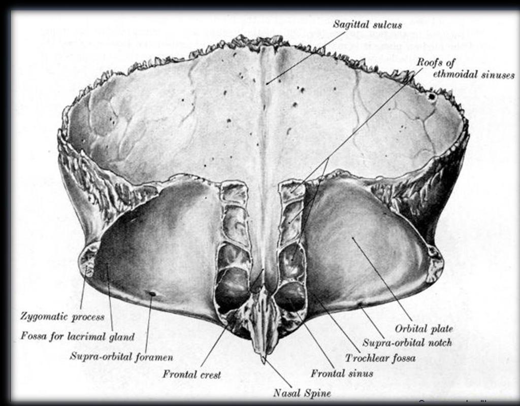 INTERNAL VIEW Sagittal sulcus vertical
