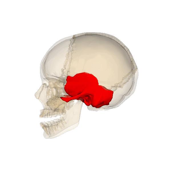TEMPORAL BONES OS TEMPORALE Situated at the sides and base of the