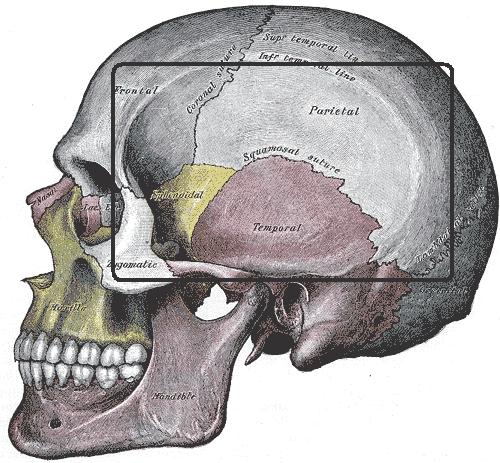 Squamous part of the temporal bone large flat plate, forms the anterior & superior parts of the temporal bone contributes