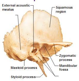 Temporomandindibular joint mandibular fossa concave