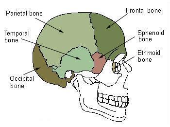 Mastoid part of the temporal bone most posterior part of the temporal bone continuous with