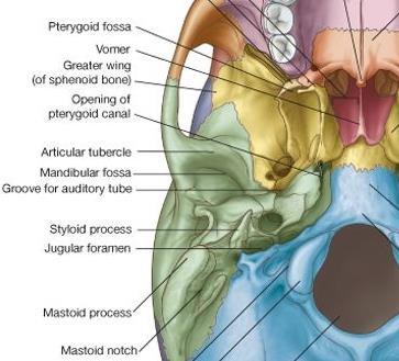 Mastoid part of the temporal bone mastoid process on the lateral aspect, cone-shaped