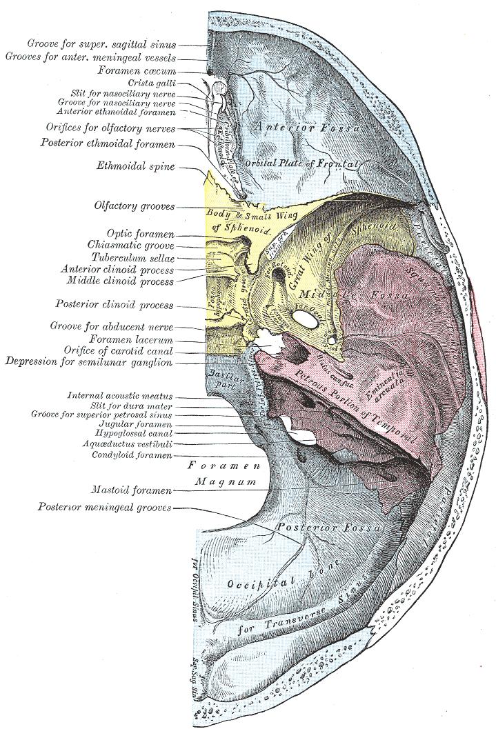 Petrous part of the temporal bone foramen lacerum