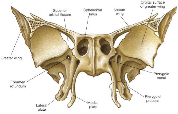 front of the temporal bones 6