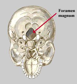foramen magnum OCCIPITAL BONE OS OCCIPITALE at the back and lower part of the cranium cranial cavity communicates with the vertebral canal Major