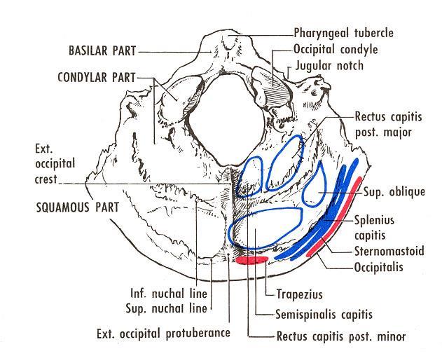 4 parts of the occipital