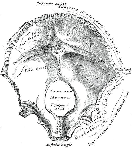 cruciate eminence divides the interior surface into four fossae cerebral fossae cerebellar fossae