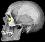 the cranium Between