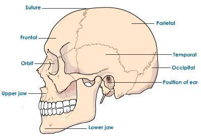 22 bones in the cranium 8 @ neurocranium