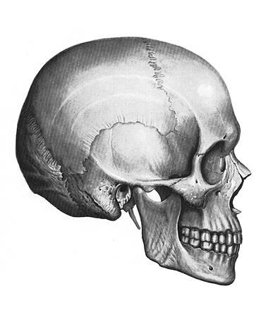 Parietal bones