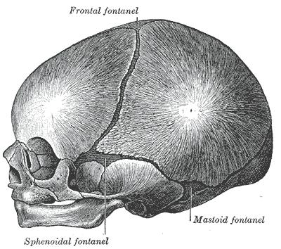 Sphenoidal & mastoid fontanelles fuse during