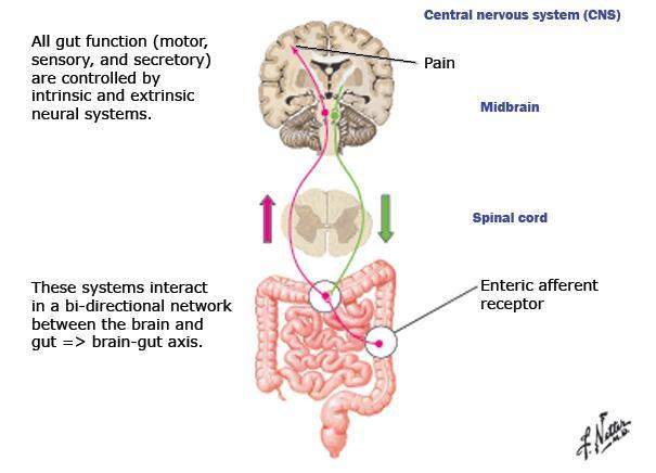 IBS brain-gut interaction