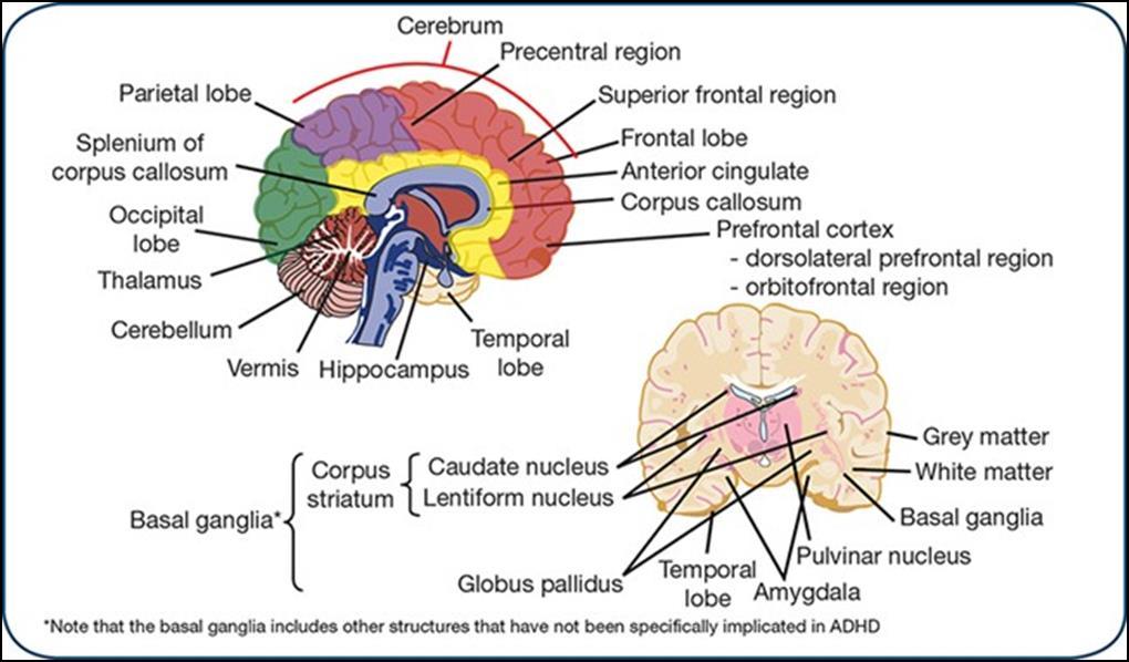 Brain regions implicated