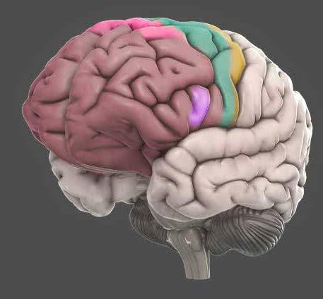 Frontal Lobe the largest of the brain's structures the main site of so-called 'higher' cognitive functions contain a number of important substructures involved in attention and thought, voluntary