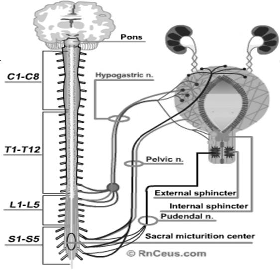 Neuroanatomy of Voiding Neuroanatomy of Voiding Innervation of the bladder and urethra is complex Involvement of both - Somatic Nervous system Autonomic Nervous system