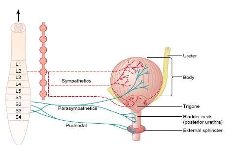 Some sensory nerve fibers also pass by way of the sympathetic nerves and may be important in the sensation of fullness.