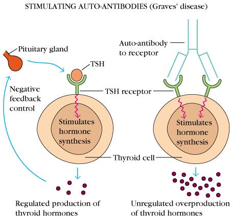 Grave s Disease Production of thyroid hormones is regulated by TSH The binding of TSH to a receptor on thyroid cells activates the synthesis of two thyroid hormones: thyroxine and triiodothyronine A